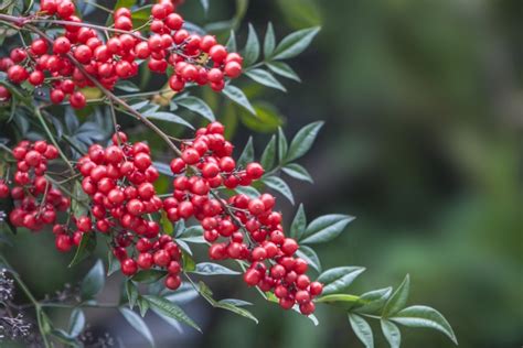 南天 風水|【南天の花言葉】意味や由来は？どこに飾ると。